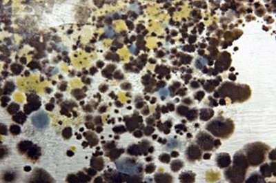 Mold Remediation