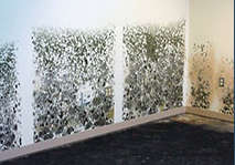 Active mold remediation